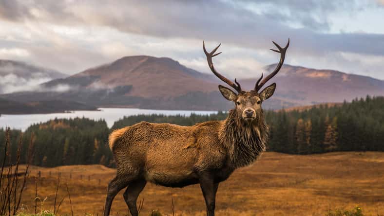 ANADMAN - stock.adobe.com - illustrative purposes only, not the actual stag