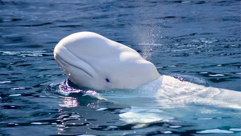 Samantha - stock.adobe.com - illustrative purposes only, not the actual beluga whale