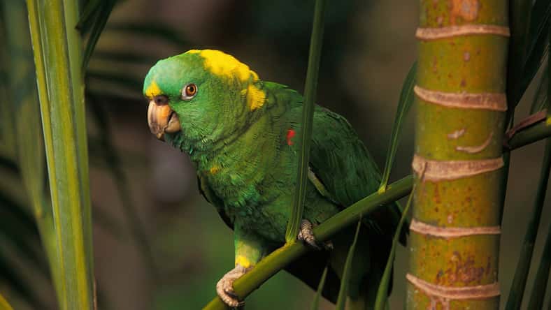 slowmotiongli - stock.adobe.com - illustrative purposes only, not the actual parrot