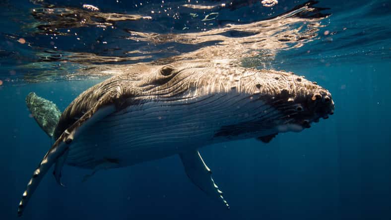 Le Bouil Baptiste - stock.adobe.com - illustrative purposes only, not the actual whale