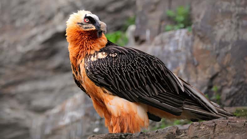 ondrejprosicky - stock.adobe.com - illustrative purposes only, not the actual vulture