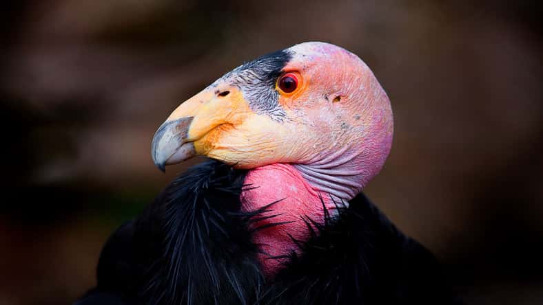 James Michael Images - stock.adobe.com - illustrative purposes only, not the actual condor