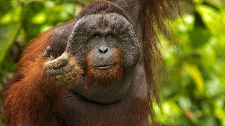 Milan - stock.adobe.com - illustrative purposes only, not the actual orangutan