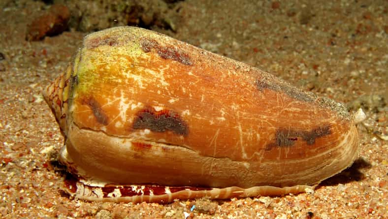 lilithlita - stock.adobe.com - illustrative purposes only, not the actual snail