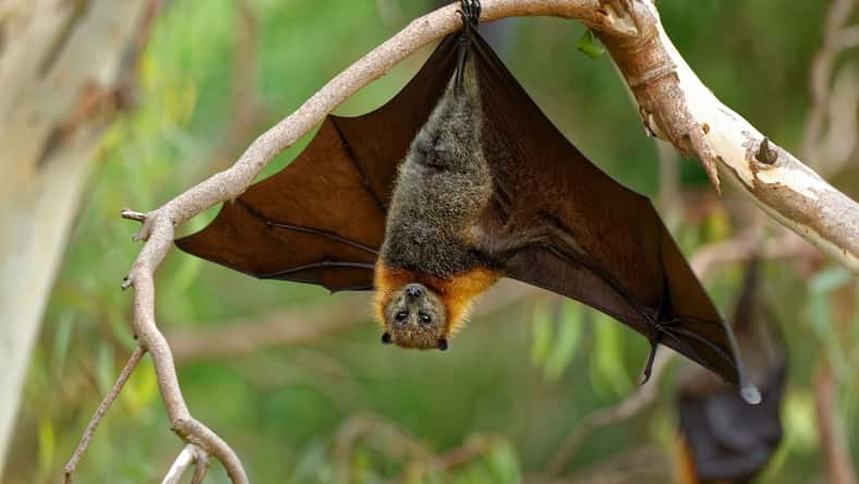 Michal - stock.adobe.com - illustrative purposes only, not the actual bat