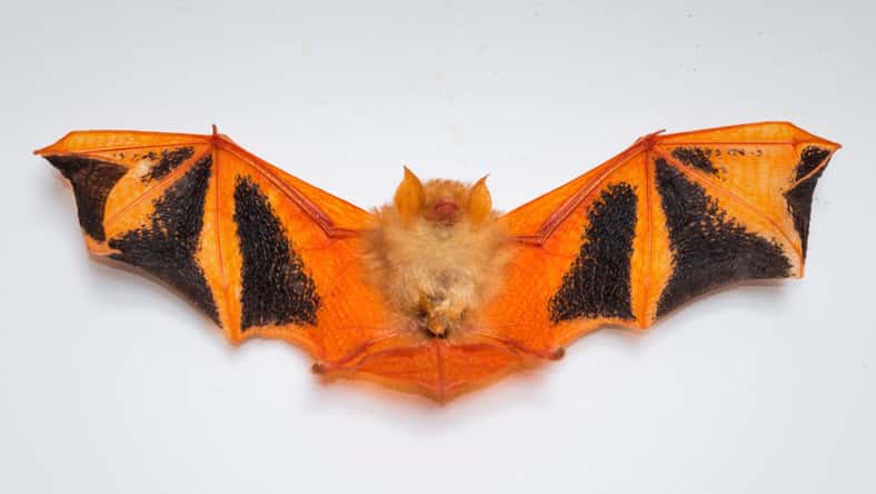 pomchathong007 - stock.adobe.com - illustrative purposes only, not the actual bat