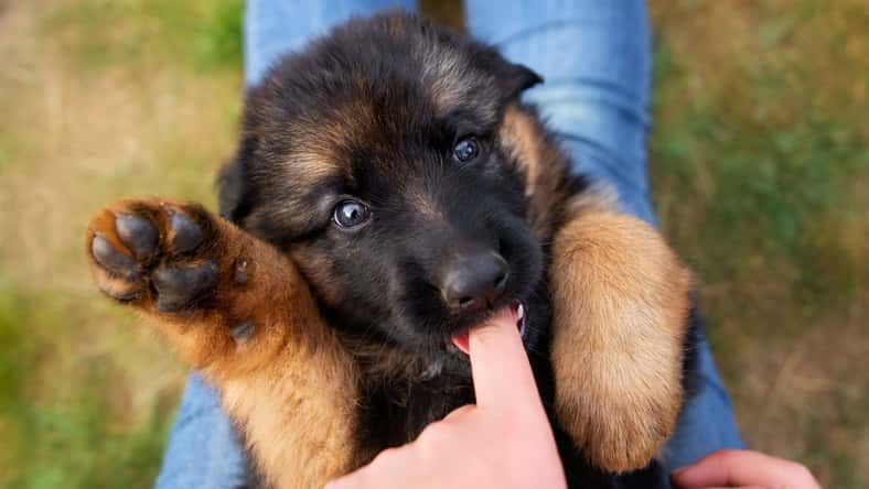 otsphoto - stock.adobe.com - illustrative purposes only, not the actual dog or person
