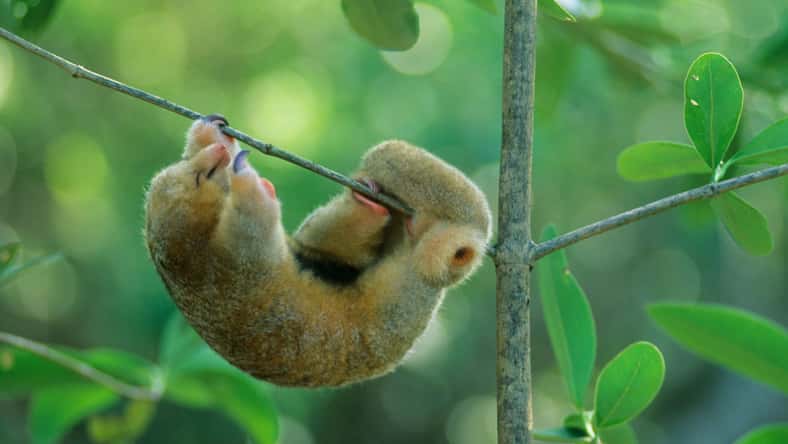 Kevin Schafer/Danita Delimont - stock.adobe.com - illustrative purposes only, not the actual anteater