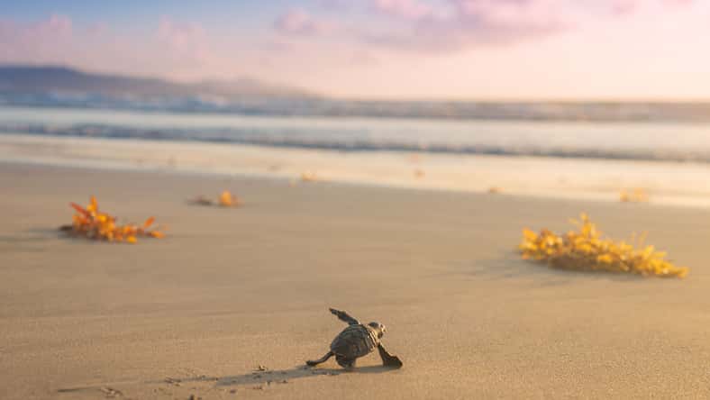 Altin Osmanaj - stock.adobe.com - illustrative purposes only, not the actual turtle