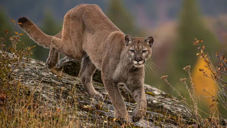 Carol - stock.adobe.com - illustrative purposes only, not the actual mountain lion