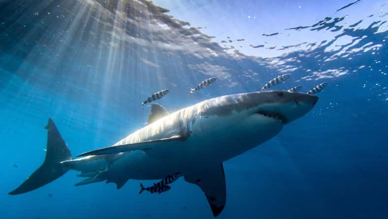 Marty - stock.adobe.com - illustrative purposes only, not the actual shark
