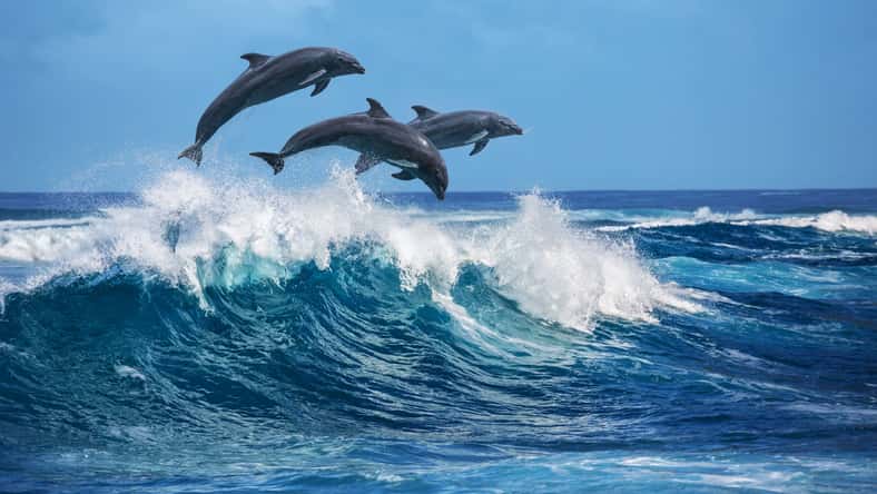 willyam - stock.adobe.com - illustrative purposes only, not the actual dolphins
