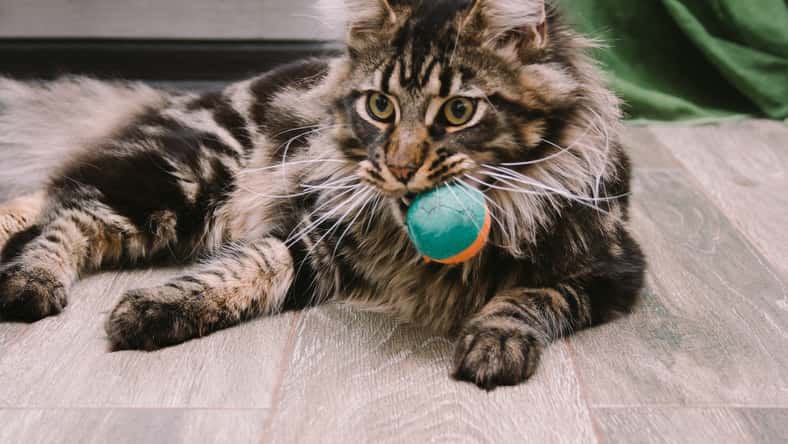 dvulikaia - stock.adobe.com - illustrative purposes only, not the actual cat