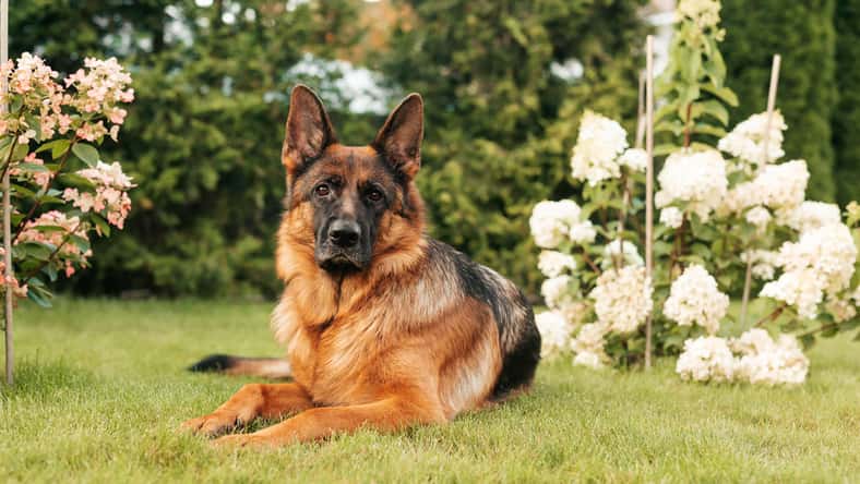 Cloudbursted - stock.adobe.com - illustrative purposes only, not the actual dog
