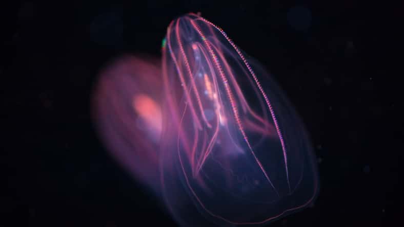 Beroe spp - Comb Jellyfish