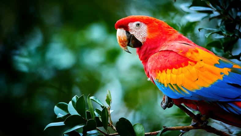 Portrait of red Ara macao, Scarlet Macaw, large colorful parrot, isolated on dark green blurred rainforest background. Wild animal, Costa Rica, Central America.