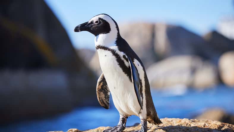 African penguin, beach or nature with environment, summer or landscape with aquatic flightless birds. Seaside, ocean or animal with ecology, habitat or conservation for endangered species or wildlife.
