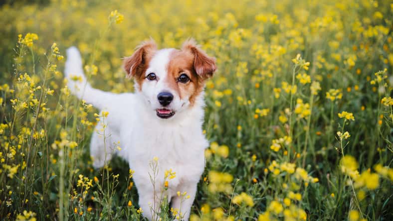 cute small jack russell dog sitting outdoors in yellow flowers meadow background. Spring time, happy pets in nature