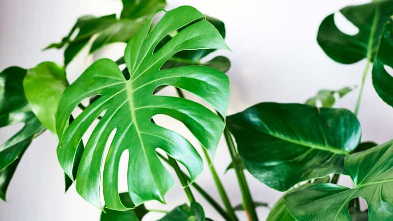 Beautiful monstera leaf close-up on a white wall background. Houseplants in pots. Caring for home flowers.
