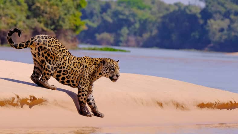 Cold front in the Amazon Rainforest affecting wildlife.