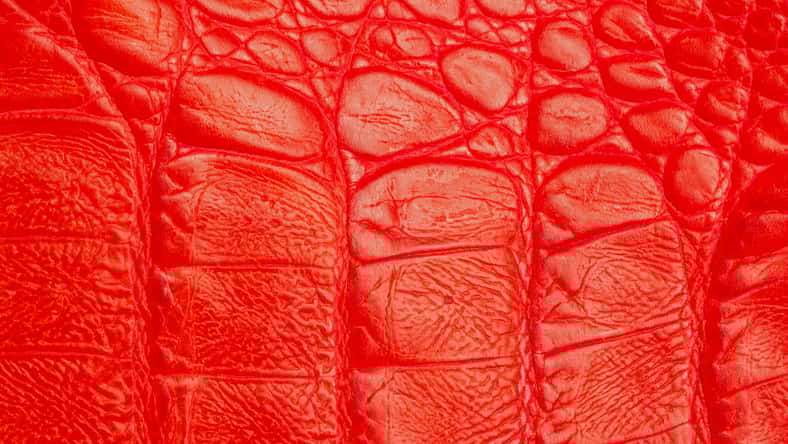 Texture of genuine leather close-up, embossed under the skin of a red crocodile, background