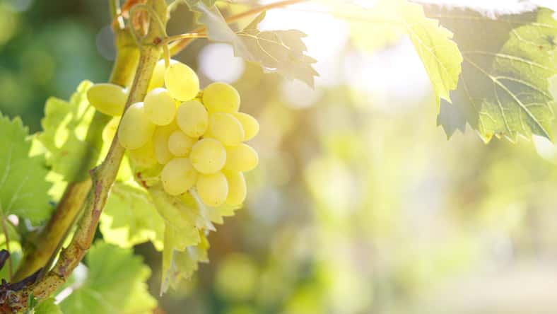 Ripe juicy white grapes on vine in the garden. Sunny vineyard grapes background