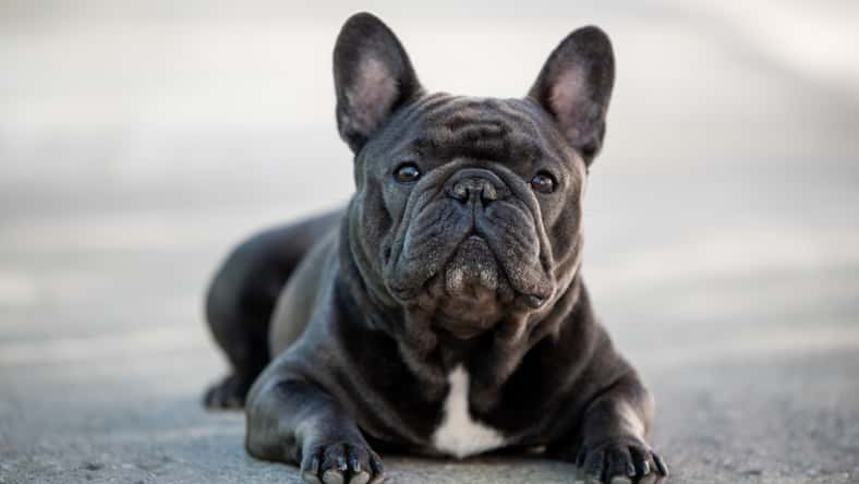 Baby named after a French Bulldog causes family dispute.