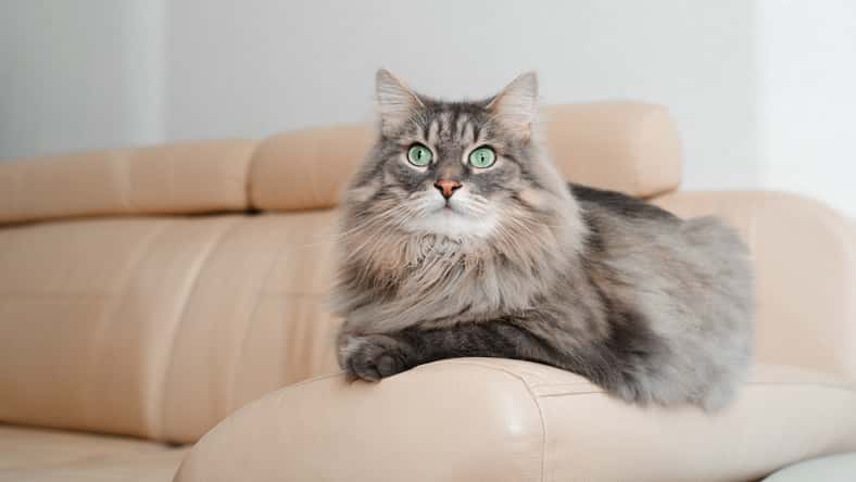 A cat sitting comfortably on a couch, unaware of the drama between its owner and a neighbor over pet custody