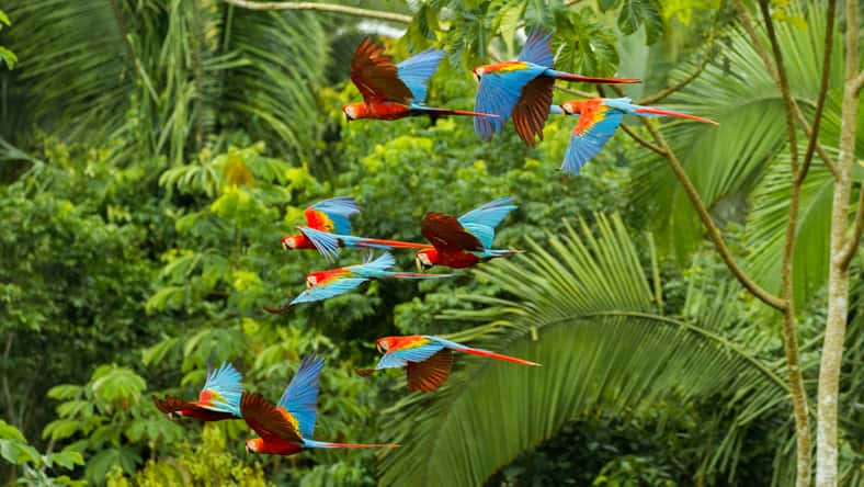 Flock of scarlet and red-and-green macaws flying in Amazon rainforest.