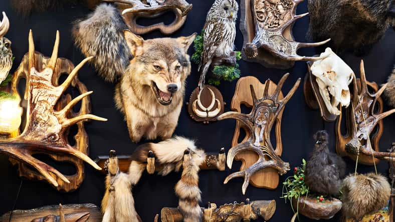 Wall with taxidermy animals
