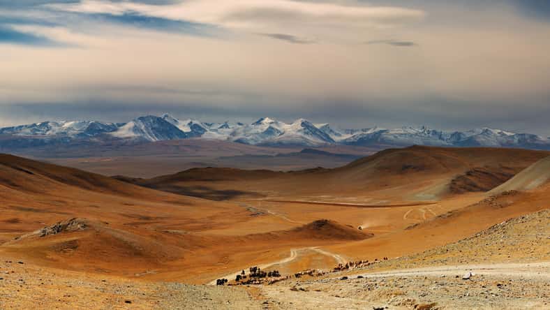 Mongolian nomads driving cattle, Western Mongolia