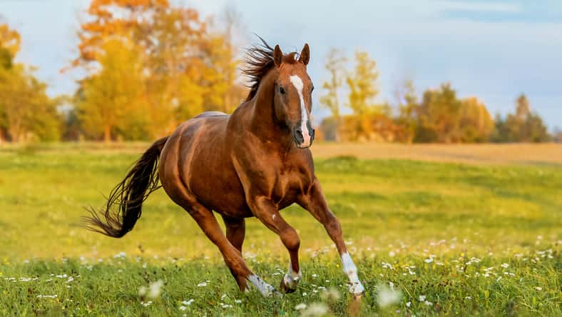 horse running on the field in autumn. Russian golden horse.