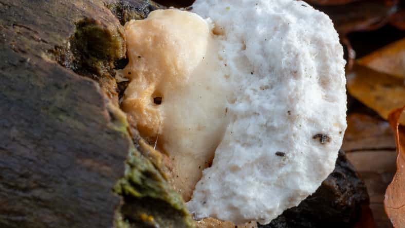 Close-up of a bitter bracket fungus at the veluwe