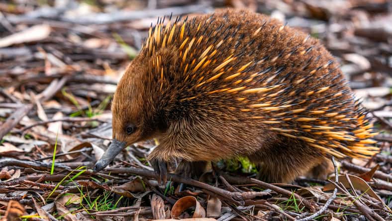echidna