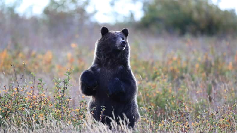 Grizzly bear (Ursus arctos horribilis), Glacier National Park, Montana, United States of America, North America