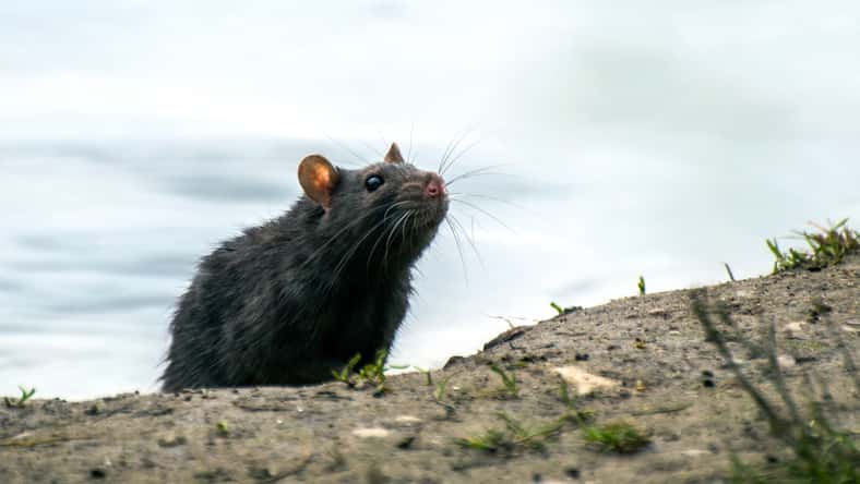 The black rat sniffs warily