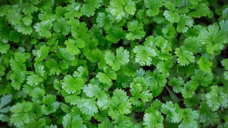 cilantro plant in vegetables garden for health, food and agriculture concept design.