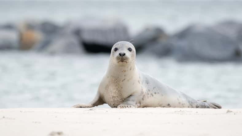 The harbor seal (Phoca vitulina) in Helgoland, Germany