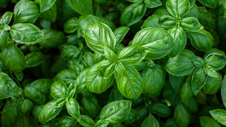 Beautiful jucy green basil growing in the garden