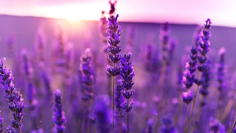 lavender field at sunset