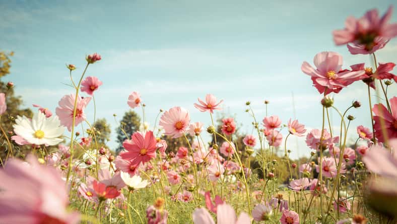Cosmos flower blossom in garden