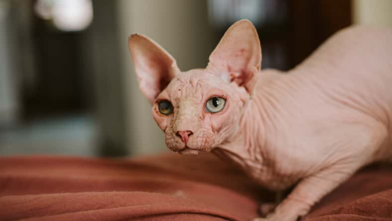 sphynx cat on bed