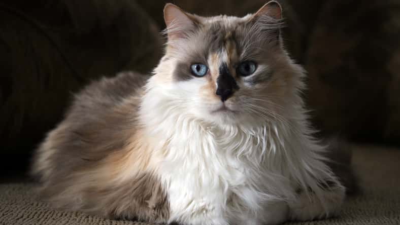 dilute calico kitty