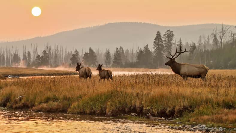 Elk in the wild