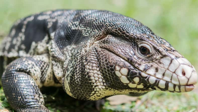 Closeup of a Black and White Tegu (Tupinambis teguixin). Movement picture