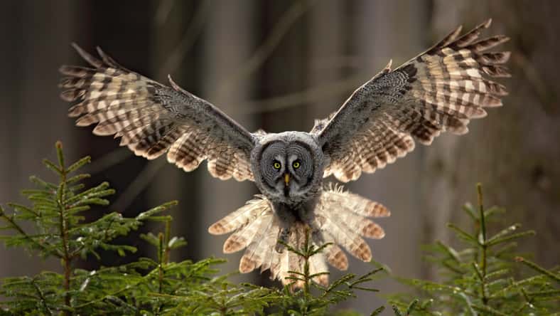 Action scene from the forest with owl. Flying Great Grey Owl, Strix nebulosa, above green spruce tree with orange dark forest background. Wildlife in Sweden. Bird in fly with open wing.