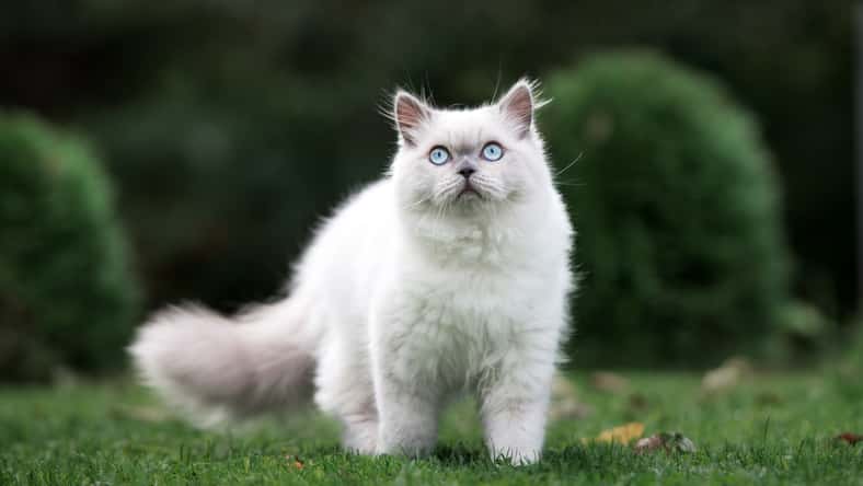 adorable fluffy cat walking outdoors in summer