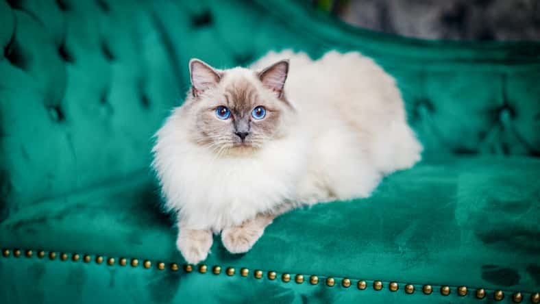 Blue-Eyed Ragdoll Cat on a Green Velvet Sofa
