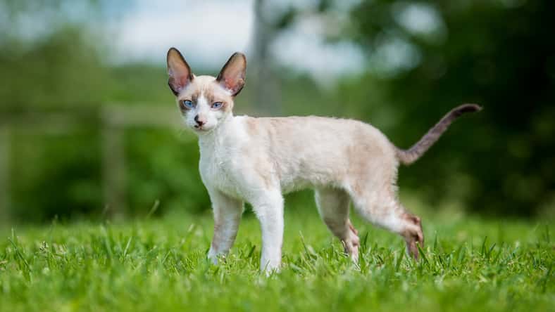 Cornish rex kitten on the walk in summer