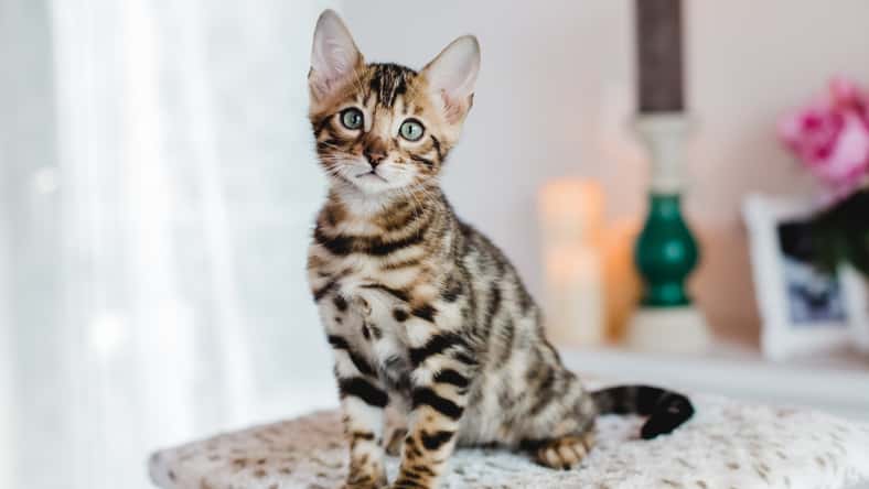 bengal cats babys leopard kitten